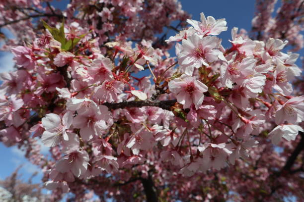 istock Kawazu Sakura cherry trees in full bloom 2148583900