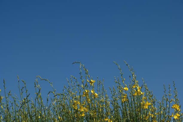 ...spring flowers beautiful background with spring colors