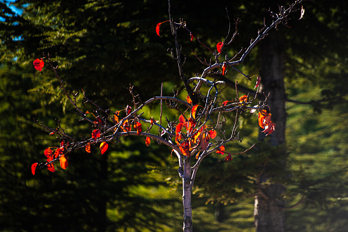 Vibrant red leaves adorn a tree branch, capturing the essence of autumn's colorful display in the natural forest environment