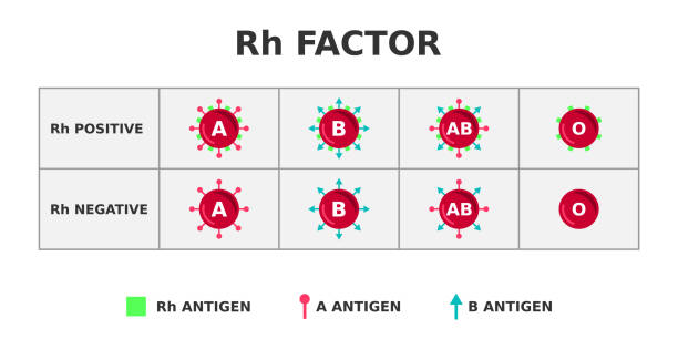 układ grupy krwi czynnika rh. rh dodatnie na rh ujemne. - blood cell anemia cell structure red blood cell stock illustrations