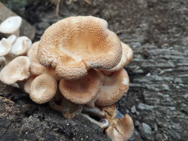istock Lentinus squarrosulus mushroom on the trunk 2148584793