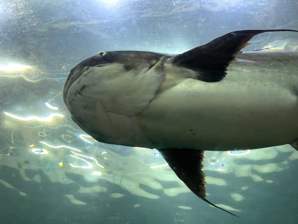 istock Fish in aquarium tank for studying 2148585118