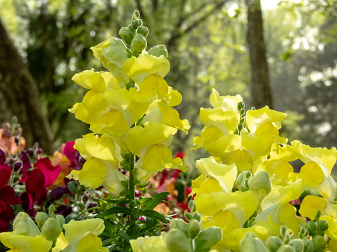 Common snapdragon bright yellow flowers. Antirrhinum majus flowering plant in the garden. 
Spike inflorescence.