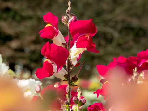 Common snapdragon wibrant red flowers. Antirrhinum majus flowering plant in the garden. 
Spike inflorescence.