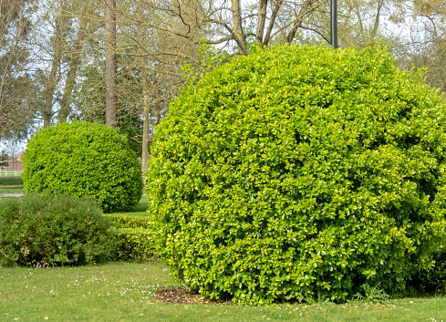 Evergreen spindle or japanese spindle bright green pruned shrubs. Globe form topiary with glossy foliage.\nEuonymus japonicus ornamental plants in the Isabel la Catolica public garden in Gijon, Asturias,Spain.