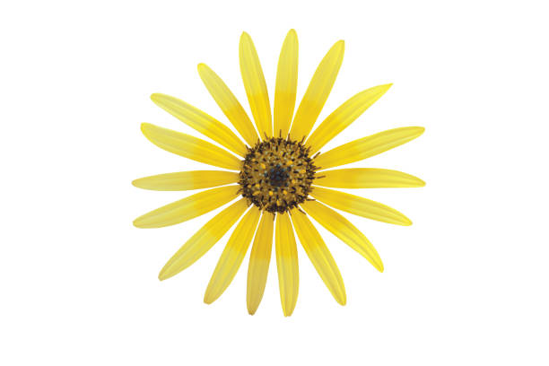 Arctotheca calendula or capeweed bright yellow flower isolated on white Bright yellow daisy form flower isolated on white. Arctotheca calendula,capeweed,plain treasureflower,cape dandelion or cape marigold inflorescence. arctotheca calendula stock pictures, royalty-free photos & images