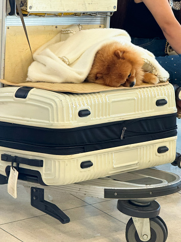 Stock photo showing close-up view of a suitcase on a luggage cart with a Pomeranian dog covered with a blanket resting on the luggage being wheeled through an airport departure area.