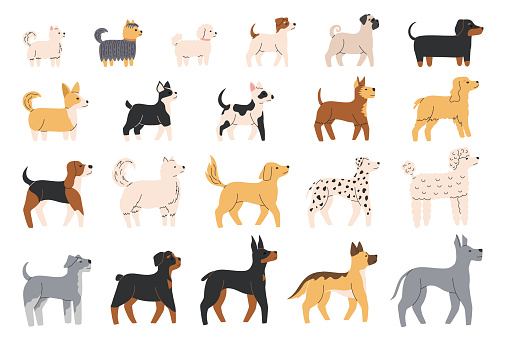 Cute dogs of different breeds set. Canine animals. Diverse big and little doggies. Side view. Flat Vector illustration isolated