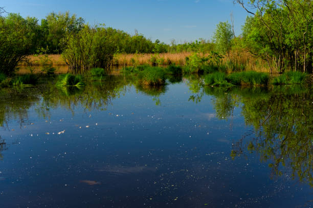 istock Punta Alberete nature reserve (Ravenna) 2148588060