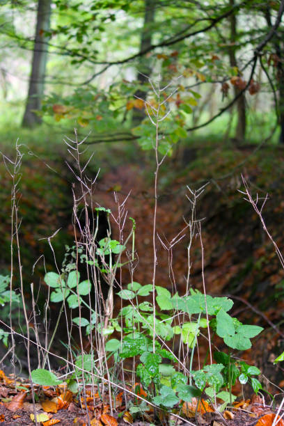 istock Autumn in the forest 2148588260