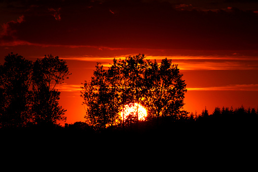 Red-hot sunset behind the trees in the field at dusk in summertime