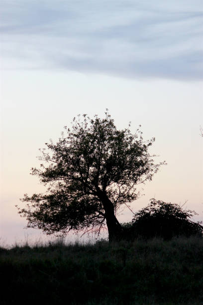 istock Similar to the tree of life 2148588315