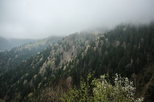 landscape photo with fog over the forest