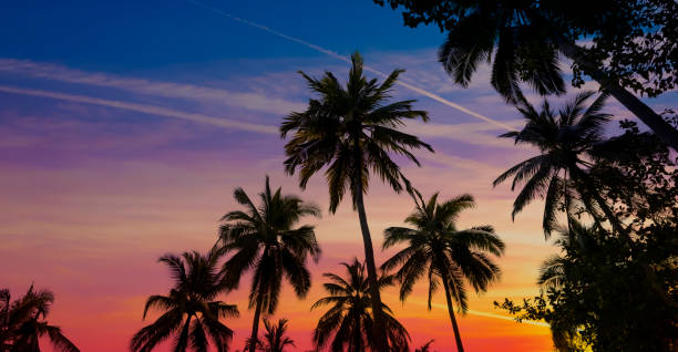 istock Banner Summer with colorful theme as palm trees background as texture frame background 2148588836