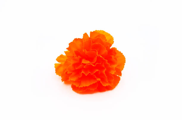 istock Orange paper flower isolated on white background. Handmade or handcrafted and designed. Beautiful object. 2148589316