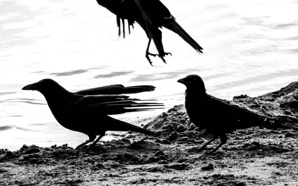 istock Black white picture of three carrion crows at lake 2148589324