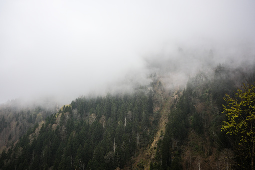 fog over a pine forest