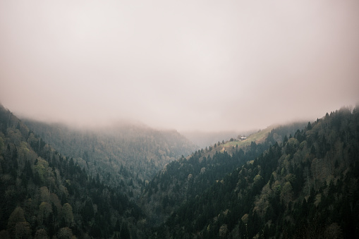 fog over a pine forest