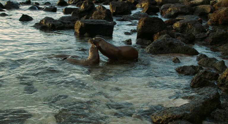 Happy young sea lions enjoying the water of the ocean.