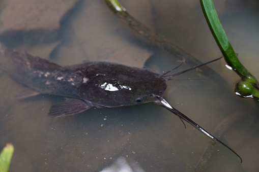A catfish in a muddy pond, wild animal, stock photo.