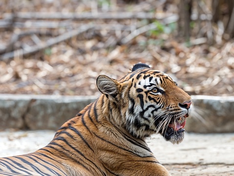 Potrait shot of Tigress Tiger in natural habitat