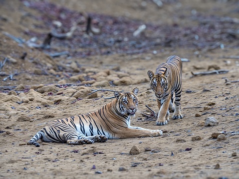 Potrait shot of Tigress Tiger in natural habitat with cub