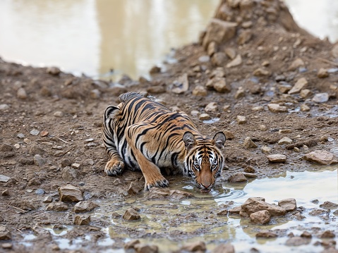 Potrait shot of Tigress Tiger in natural habitat