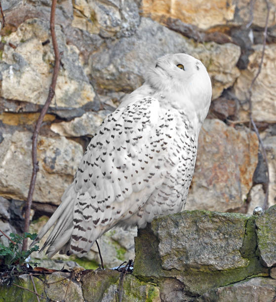 istock Snowy owl (Bubo scandiacus) on rock on spring day 2148590964