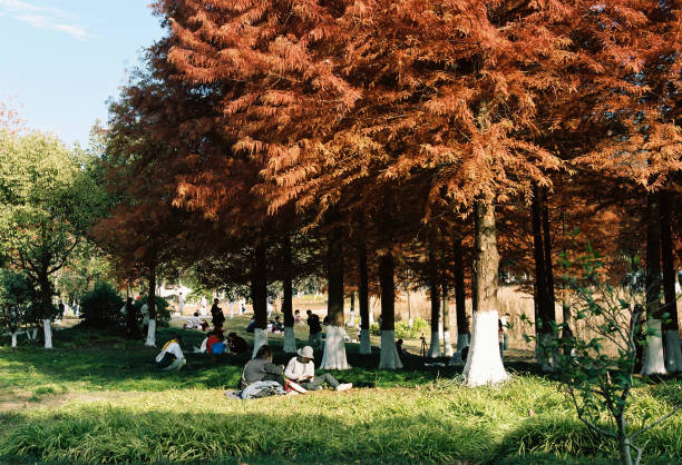 People picnicking in the park