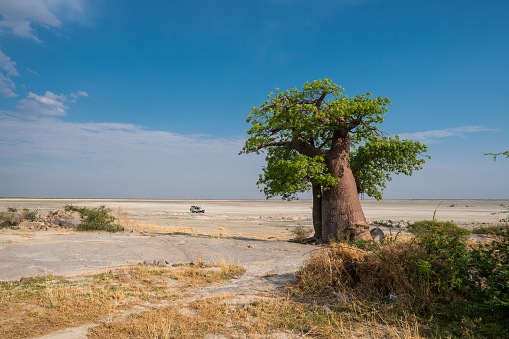 Baobab Trees in Kubu Island, Botswana