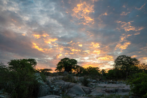 Baobab Trees in Kubu Island, Botswana