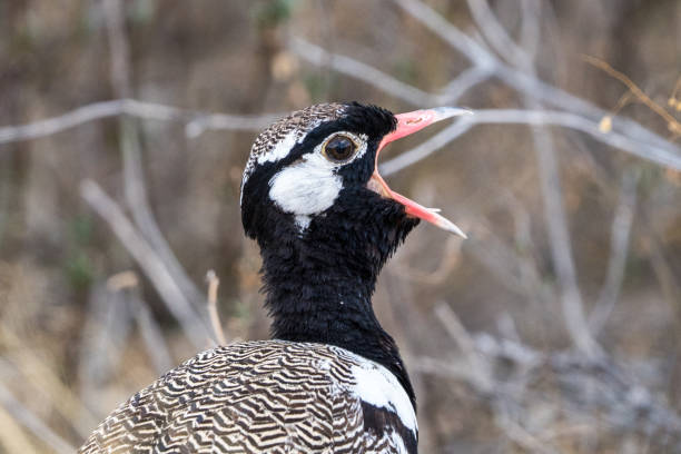 Black Korhaan in the Central Kalahari, Botswana