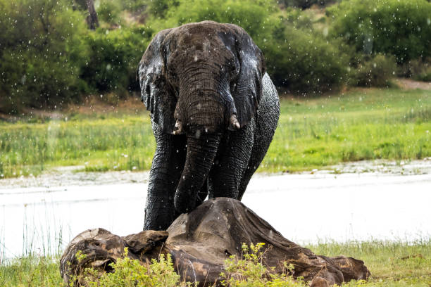 An elephant squirting water out of its trunk.