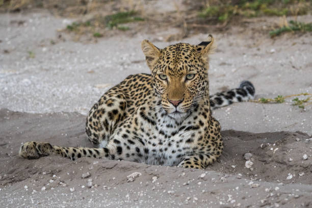 A leopard in the savannah is elegant, stealthy, and beautiful. Its spotted coat, piercing eyes, and graceful movements embody power and grace, making it a captivating symbol of nature’s beauty and agility in the wild.