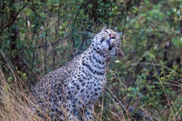 istock Wet leopard in the rain, Nxai Pan, Botswana 2148591412