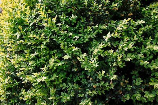 Buxus foliage background with sunlight