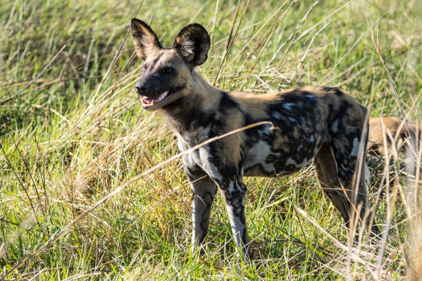 The rare and beautiful wild dogs of africa