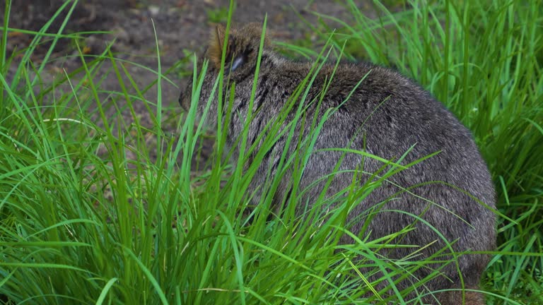 Close up wallaby Kangaroo hiding