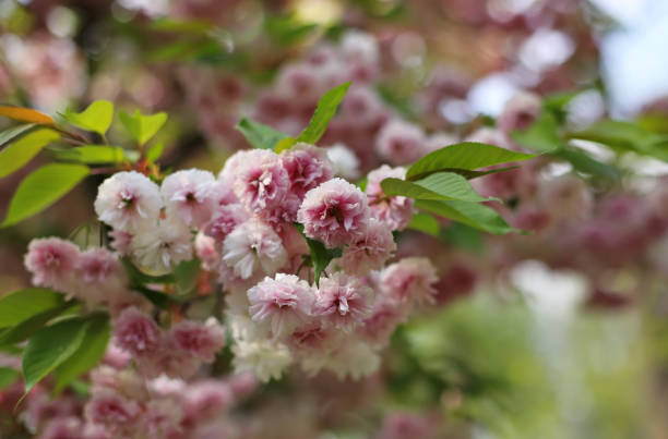 istock Pink Japanese cherry blossom, Prunus serrulata 2148592306