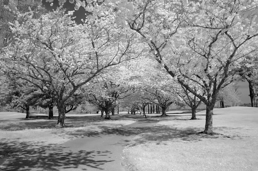 A gray scenic as a result of using AN infrared camera, actually cherry blossom line pathway in April