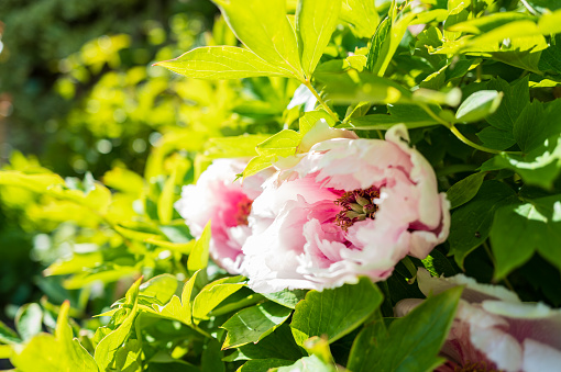 Healthy Peony flowers seen in a. late spring European garden. The peonies originate from China.