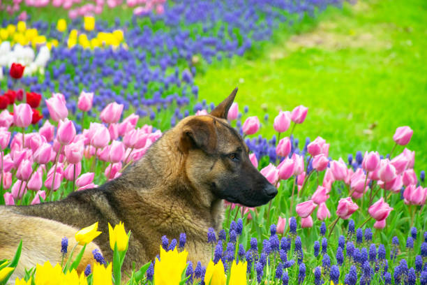 A dog looking around among colorful tulips. Dog sitting among tulips. Adorable dog in a colorful field of tulips.
