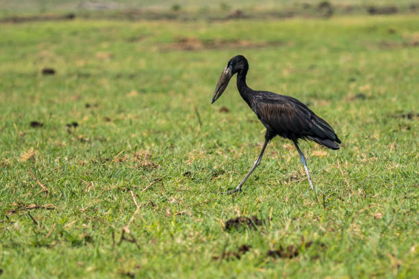 Open-billed stork at the Chobe Riverfront, Botswana Open-billed stork at the Chobe Riverfront, Botswana african openbill anastomus lamelligerus stock pictures, royalty-free photos & images