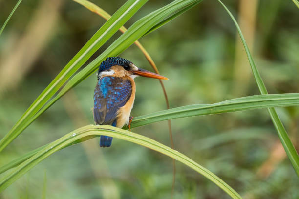 istock Malachite Kingfisher at the Chobe Riverfront, Botswana 2148593043