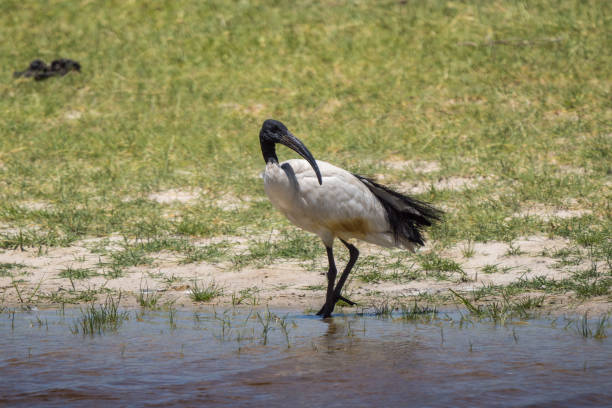 istock African Sacred Ibis near Xakanaxa, Moremi, Botswana 2148593099