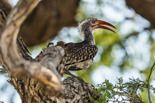 Southern red-billed hornbill at the Boteti River, Botswana