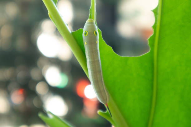 Leaf caterpillar eating the leaves. Vine Hawk Moth Caterpillar or Hippotion celerio.