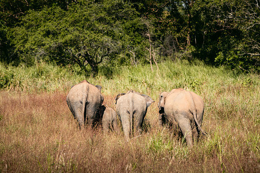 Rear view of herd of elephants in wild nature against green landscape. Wildlife animals in Sri Lanka.