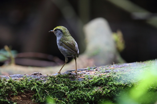 Grey-bellied tesia (Tesia cyaniventer) in Dalat, Vietnam