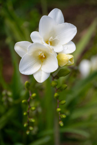 istock Freesia Single White flowers in natural environment 2148593671